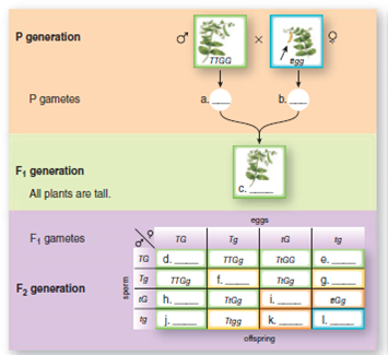 Fill in the blank spaces in the following Punnett square.  