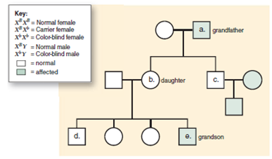Fill in the genotypes a.-e. of the family members in the following pedigree for an X-linked recessive trait. Shaded individuals are affected.