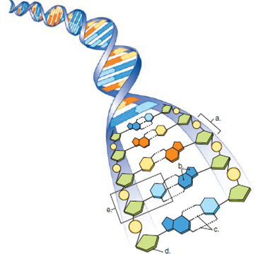In the following diagram, label all parts of the DNA molecule.