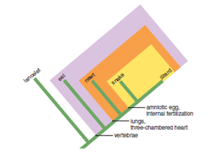 Answer these questions about the following cladogram. A) This cladogram contains how many clades? How are they designated in the diagram? B) What character is shared by all animals in the study group? What characters are shared by only snakes and lizards? C) Which animals share the most recent common ancestor? How do you know?