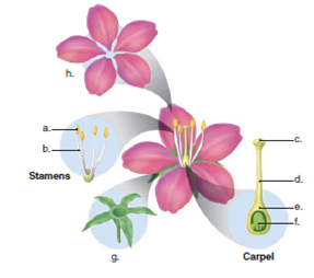 Label the parts of the flower in the following illustration.  