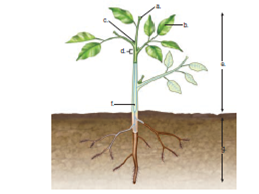 Label the parts of a plant in the following diagram.  