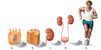 Label the levels of biological organization in the following illustration.  