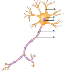 Label the parts of a neuron in the following illustration.