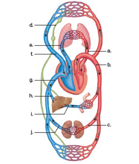 Label the components of the cardiovascular system in the following diagram.
