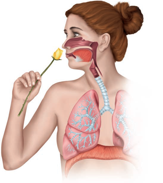 Label the components of the human respiratory system in the following illustration.  