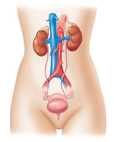 Label the components of the human urinary system in the following illustration.  