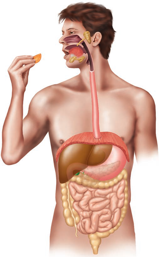 Label the components of the human digestive system in the following illustration.
