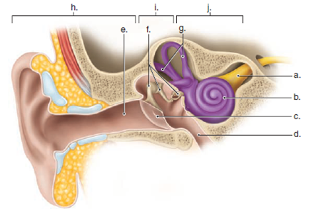 Label the parts of the ear in the following illustration.