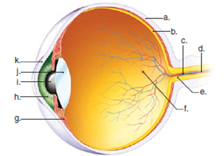 Label the parts of the eye in the following illustration.
