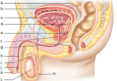 Label the parts of the male reproductive system in the following illustration.