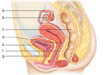 Label the parts of the female reproductive system in the following illustration.