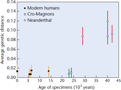 25. Comparisons of Neanderthal mitochondrial DNA with that of modern humans indicate that they are not related to modern humans and did not contribute to our mitochondrial heritage. However, because Neanderthals and modern humans are separated by at least 25,000 years, this does not rule out some forms of interbreeding causing the modern European gene pool to be derived from both Neanderthals and early humans (called CroMagnons). To resolve this question, Caramelli et al. (2003. Proc. Natl. Acad. Sci. [USA] 100: 6593-6597) analyzed mitochondrial DNA sequences from 25,000-year-old Cro-Magnon remains and compared them to four Neanderthal specimens and a large dataset derived from modern humans. The results are shown in the graph.   The x -axis represents the age of the specimens in thousands of years; the y -axis represents the average genetic distance. Modern humans are indicated by filled squares; Cro-Magnons, open squares; and Neanderthals, diamonds. (a) What can you conclude about the relationship between CroMagnons and modern Europeans? What about the relationship between Cro-Magnons and Neanderthals? (b) From these data, does it seem likely that Neanderthals made any mitochondrial DNA contributions to the Cro-Magnon gene pool or the modern European gene pool?<div style=padding-top: 35px> 