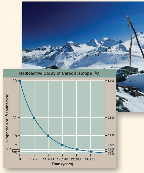 Using Radioactive Decay to Date the Iceman  In the fall of 1991, sticking out of the melting snow on the crest of a high pass near the mountainous border between Italy and Austria, two German hikers found a corpse. Right away it was clear the body was very old, frozen in an icy trench where he had sought shelter long ago and only now released as the ice melted. In the years since this startling find, scientists have learned a great deal about the dead man, who they named Ötzi. They know his age, his health, the clothing he wore, what he ate, and that he died from an arrow that ripped through his back. Its tip is still embedded in the back of his left shoulder. From the distribution of chemicals in his teeth and bones, we know he lived his life within 60 kilometers of where he died. When did this Iceman die? Scientists answered this key question by measuring the degree of decay of the short-lived carbon isotope 14 C in Ötzi's body. While most carbon atoms are the stable isotope 12 C, a tiny proportion are the unstable radioactive isotope 14 C, created by the bombardment of nitrogen-14 ( 14 N) atoms with cosmic rays. This proportion of 14 C is captured by plants in photosynthesis and is present in the carbon molecules of the animal's body that eats the plant. After the plant or animal dies, it no longer accumulates any more carbon, and the 14 C present at the time of death decays over time back to 14 N. Thus, over time the ratio of 14 C to 12 C decreases. It takes 5,730 years for half of the 14 C present to decay, a length of time called the half-life of the 14 C isotope. Because the half-life is a constant that never changes, the extent of radioactive decay allows you to date a sample. Thus a sample that had one-quarter of its original proportion of 14 C remaining would be approximately 11,460 years old (two half-lives). The graph to the right displays the radioactive decay curve of the carbon isotope 14 C. Scientists know it takes 5,730 years for half of the 14 C present in a sample to decay to nitrogen-14 ( 14 N). When Ötzi's carbon isotopes were analyzed, researchers determined that the ratio of 14 C to 12 C (a ratio is the size of one variable relative to another), also written as the fraction 14 C/ 12 C, in Ötzi's body was 0.435 of the fraction found in tissues of a person who has recently died.      Interpreting Data Plot this proportion on the 14 C radioactive decay curve above. How many half-lives does this point represent?
