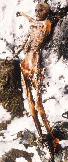 Using Radioactive Decay to Date the Iceman  In the fall of 1991, sticking out of the melting snow on the crest of a high pass near the mountainous border between Italy and Austria, two German hikers found a corpse. Right away it was clear the body was very old, frozen in an icy trench where he had sought shelter long ago and only now released as the ice melted. In the years since this startling find, scientists have learned a great deal about the dead man, who they named Ötzi. They know his age, his health, the clothing he wore, what he ate, and that he died from an arrow that ripped through his back. Its tip is still embedded in the back of his left shoulder. From the distribution of chemicals in his teeth and bones, we know he lived his life within 60 kilometers of where he died. When did this Iceman die? Scientists answered this key question by measuring the degree of decay of the short-lived carbon isotope 14 C in Ötzi's body. While most carbon atoms are the stable isotope 12 C, a tiny proportion are the unstable radioactive isotope 14 C, created by the bombardment of nitrogen-14 ( 14 N) atoms with cosmic rays. This proportion of 14 C is captured by plants in photosynthesis and is present in the carbon molecules of the animal's body that eats the plant. After the plant or animal dies, it no longer accumulates any more carbon, and the 14 C present at the time of death decays over time back to 14 N. Thus, over time the ratio of 14 C to 12 C decreases. It takes 5,730 years for half of the 14 C present to decay, a length of time called the half-life of the 14 C isotope. Because the half-life is a constant that never changes, the extent of radioactive decay allows you to date a sample. Thus a sample that had one-quarter of its original proportion of 14 C remaining would be approximately 11,460 years old (two half-lives). The graph to the right displays the radioactive decay curve of the carbon isotope 14 C. Scientists know it takes 5,730 years for half of the 14 C present in a sample to decay to nitrogen-14 ( 14 N). When Ötzi's carbon isotopes were analyzed, researchers determined that the ratio of 14 C to 12 C (a ratio is the size of one variable relative to another), also written as the fraction 14 C/ 12 C, in Ötzi's body was 0.435 of the fraction found in tissues of a person who has recently died.      Making Inferences If Ötzi were indeed a recent corpse, made to look old by the harsh weather conditions found on the high mountain pass, what would you expect the ratio of 14 C to 12 C to be, relative to that in your own body?