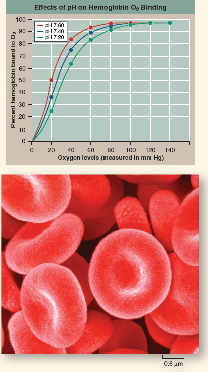 How Does pH Affect a Protein's Function?  The red blood cells you see to the lower right carry oxygen to all parts of your body. These cells are red because they are chock-full of a large iron-rich protein called hemoglobin. The iron atoms in each hemoglobin molecule provide a place for oxygen gas molecules to stick to the protein. When oxygen levels are highest (in the lungs), oxygen atoms bind to hemoglobin tightly, and a large percentage of the hemoglobin molecules in a cell possess bound oxygen atoms. When oxygen levels are lower (in the tissues of the body), hemoglobin doesn't bind oxygen atoms as tightly, and as a consequence hemoglobin releases its oxygen to the tissues. What causes this difference between lungs and tissues in how hemoglobin loads and unloads oxygen? Oxygen concentration is not the only factor that might be responsible. A protein's function canbe affected by pH, and blood pH, for example, also differs between lungs and body tissues ( pH is a measure of how many H + ions a solution contains). Tissues are slightly more acidic (that is, they have more H + ions and a lower pH). Their metabolic activities release CO 2 into the blood, which quickly becomes converted to carbonic acid and lowers the pH. The graph to the right displays so-called oxygen loading curves that reveal the effectiveness with which hemoglobin binds oxygen. The more effective the binding, the less oxygen required before hemoglobin becomes fully loaded and the farther to the left a loading curve is shifted. To assess the impact of pH on this process, O 2 loading curves were carried out at three different blood pH values. In the graph, oxygen levels in the blood are presented on the x axis, and for each data point the corresponding % hemoglobin saturation ( %, or percent, is the numerator [top part] of a fraction whose denominator [bottom part] is 100-in this case, a measure of the fraction of the hemoglobin that is bound to oxygen) is presented on the y axis. The oxygen-loading curve was repeated at pH values of 7.6, 7.4, and 7.2, corresponding to the blood pH that might be expected in resting, exercising, and very active muscle tissue, respectively.    Making Inferences At an oxygen level of 40 mm H g , would hemoglobin bind oxygen more tightly at a pH of 7.8 or 7.0?