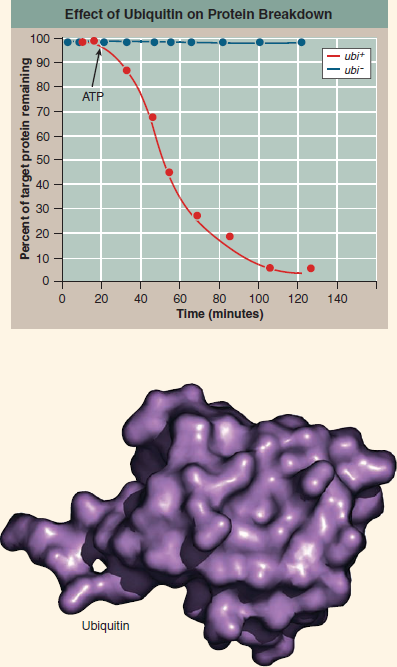 Why Does a Cell's Disposal of Damaged Proteins Consume Energy?  Much of modern biology is devoted to learning how cells build things-how the information encoded in DNA is used by cells to manufacture the proteins that make us what we are. The Nobel Prize in Chemistry was awarded in 2004 to researchers for their discovery of how the opposite, less glamorous process works: How cells break down and recycle proteins that are damaged or have outlived their usefulness. It turns out that a cell's recycling of proteins is much more than just taking out the trash. Particular proteins are removed, often quite quickly, and cells use such targeted removals to control a lot of their activities, timing when a cell carries out particular functions, when it divides, and even when it dies. Of the 25,000 genes in your DNA, about 1,000 take part in this protein recycling system. Our understanding of how this system works begins with a puzzle first noted in the 1950s. Most enzymes that break down proteins, including those that digest food, do not need energy to work. But a cell's recycling of its own proteins does consume energy. Researchers had no idea why energy was needed. The answer to this puzzle came from an unexpected direction. In 1975 scientists discovered a small protein in calves' brains consisting of just 76 amino acids. Soon they realized that exactly the same protein is found in all eukaryotes, from yeasts to humans. They called this ubiquitous (found everywhere) protein ubiquitin.  In the early 1980s researchers figured out that ubiquitin is a label that the cell attaches to proteins to mark them for destruction, a sort of molecular kiss of death. The process of attaching ubiquitin takes energy, solving the puzzle of why protein recycling requires energy. The tagged proteins are taken to a barrel-shaped chamber in the cell's cytoplasm called a proteasome, which slices the proteins into bits that are then recycled by the cell into new protein. The graph above displays the sort of protein-recycling experiment that revealed ubiquitin's key role. The experiment monitors levels of a particular protein involved in cell division (the target protein) within human cells growing in culture in a laboratory flask. Two cultures are monitored in side-by-side experiments: In the culture indicated by red dots, cells contain functional copies of the ubiquitin gene ( ubi + ); in the culture indicated by blue dots, the ubiquitin gene has been deleted from the DNA ( ubi - ). After 20 minutes, energy in the form of ATP is made available to the growing cells, which until then had been energy-starved.    Drawing Conclusions Using the information in the graph, suggest why the functioning of ubiquitin requires ATP energy for the effective removal of the target protein.