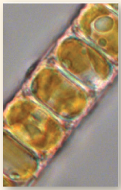 Does Iron Limit the Growth of Ocean Phytoplankton?  Phytoplankton are microscopic organisms that live in the oceans, carrying out much of the earth's photosynthesis. The photo below is of Chaetoceros, a phytoplankton. Decades ago, scientists noticed dead zones in the ocean where little photosynthesis occurred. Looking more closely, they found that phytoplankton collected from these waters are not able to efficiently fix CO 2 into carbohydrates. In an attempt to understand why not, the scientists hypothesized that lack of iron was the problem (the electron transport system requires iron to function properly), and they predicted that fertilizing these ocean waters with iron could trigger an explosively rapid growth of phytoplankton. To test this idea, they carried out a field experiment, seeding large areas of phytoplankton-poor ocean waters with iron crystals to see if this triggered phytoplankton growth. Other similarly phytoplanktonpoor areas of ocean were not seeded with iron and served as controls. In one such experiment, the results of which are presented in the graph to the right, a 72-km 2 grid of phytoplankton-deficient ocean water was seeded with iron crystals and a tracer substance in three successive treatments, indicated with arrows on the x axis of the graph (on days 0, 3, and 7). The multiple seedings were carried out to reduce the effect of the iron crystals dissipating over time. A smaller control grid, 24 km 2 , was seeded with just the tracer substance. To assess the numbers of phytoplankton organisms carrying out photosynthesis in the ocean water, investigators did not actually count organisms. Instead, they estimated the amount of chlorophyll a in water samples as an easier-tomeasure index. An index is a parameter that accurately reflects the quantity of another, less easily measured parameter. In this instance, the level of chlorophyll a , easily measured by monitoring the wavelengths of light absorbed by a liquid sample, is a suitable index of phytoplankton, as this pigment is found nowhere else in the ocean other than within phytoplankton. Chlorophyll a measurements were made periodically on both test and control grids for 14 days. The results are plotted on the graph. Red points indicate chlorophyll a concentrations in iron-seeded waters; blue points indicate chlorophyll a levels in the control grid waters that were not seeded.      Interpreting Data Comparing the red line to the blue line, about how many times more numerous are phytoplankton in iron-seeded waters on each of the three days of seeding?
