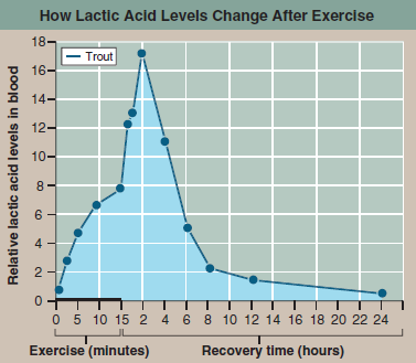 How Do Swimming Fish Avoid Low Blood pH?  Animals that live in oxygen-poor environments, such as worms living in the oxygen-free mud at the bottom of lakes, are not able to obtain the energy required for muscle movement from the Krebs cycle. Their cells lack the oxygen needed to accept the electrons stripped from food molecules. Instead, these animals rely on glycolysis to obtain ATP, donating the electron to pyruvate, forming lactic acid. While much less efficient than the Krebs cycle, glycolysis does not require oxygen. Even when oxygen is plentiful, the muscles of an active animal may use up oxygen more quickly than it can be supplied by the bloodstream and so be forced to temporarily rely on glycolysis to generate the ATP for continued contraction. This presents a particular problem for fish. Fish blood is much lower in carbon dioxide than yours is, and as a consequence, the amount of sodium bicarbonate acting as a buffer in fish blood is also quite low. Now imagine you are a trout and need to suddenly swim very fast to catch a mayfly for dinner. The vigorous swimming will cause your muscles to release large amounts of lactic acid into your poorly buffered blood; this could severely disturb the blood's acid-base balance and so impede contraction of your swimming muscles before the prey is captured. The graph to the right presents the results of an experiment designed to explore how a trout solves this dilemma. In the experiment, the trout was made to swim vigorously for 15 minutes in a laboratory tank and then allowed a day's recovery. The lactic acid concentration in its blood was monitored periodically during swimming and recovery phases.      Drawing Conclusions Is this result consistent with the hypothesis that fish maintain blood pH levels by delaying the release of lactic acid from muscles? Why might this be beneficial to the fish?
