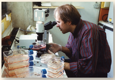 Why Do Human Cells Age?  Human cells appear to have built-in life spans. In 1961 cell biologist Leonard Hayflick reported the startling result that skin cells growing in tissue culture, such as those growing in culture flasks in the photo below, will divide only a certain number of times. After about 50 population doublings, cell division stops (a doubling is a round of cell division producing two daughter cells for each dividing cell; for example, going from a population of 30 cells to 60 cells). If a cell sample is taken after 20 doublings and frozen, when thawed it resumes growth for 30 more doublings and then stops. An explanation of the Hayflick limit was suggested in 1986 when researchers first glimpsed an extra length of DNA at the end of chromosomes. Dubbed telomeres , these lengths proved to be composed of the simple DNA sequence TTAGGG, repeated nearly a thousand times. Importantly, telomeres were found to be substantially shorter in the cells of older body tissues. This led to the hypothesis that a run of some 16 TTAGGGs was where the DNA replicating enzyme, called polymerase, first sat down on the DNA (16 TTAGGGs being the size of the enzyme's footprint), and because of being its docking spot, the polymerase was unable to copy that bit. Thus, a 100-base portion of the telomere was lost by a chromosome during each doubling as DNA replicated. Eventually, after some 50 doubling cycles, each with a round of DNA replication, the telomere would be used up and there would be no place for the DNA replication enzyme to sit. The cell line would then enter senescence, no longer able to proliferate. This hypothesis was tested in 1998. Using genetic engineering, researchers transferred into newly established human cell cultures a gene that leads to expression of an enzyme called telomerase that all cells possess but no body cell uses. This enzyme adds TTAGGG sequences back to the end of telomeres, in effect rebuilding the lost portions of the telomere. Laboratory cultures of cell lines with (telomerase plus) and without (normal) this gene were then monitored for many generations. The graph above displays the results.        Interpreting Data After how many doublings do the normal cells cease to divide? the telomerase plus cells?