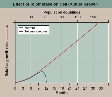 Why Do Human Cells Age?  Human cells appear to have built-in life spans. In 1961 cell biologist Leonard Hayflick reported the startling result that skin cells growing in tissue culture, such as those growing in culture flasks in the photo below, will divide only a certain number of times. After about 50 population doublings, cell division stops (a doubling is a round of cell division producing two daughter cells for each dividing cell; for example, going from a population of 30 cells to 60 cells). If a cell sample is taken after 20 doublings and frozen, when thawed it resumes growth for 30 more doublings and then stops. An explanation of the Hayflick limit was suggested in 1986 when researchers first glimpsed an extra length of DNA at the end of chromosomes. Dubbed telomeres , these lengths proved to be composed of the simple DNA sequence TTAGGG, repeated nearly a thousand times. Importantly, telomeres were found to be substantially shorter in the cells of older body tissues. This led to the hypothesis that a run of some 16 TTAGGGs was where the DNA replicating enzyme, called polymerase, first sat down on the DNA (16 TTAGGGs being the size of the enzyme's footprint), and because of being its docking spot, the polymerase was unable to copy that bit. Thus, a 100-base portion of the telomere was lost by a chromosome during each doubling as DNA replicated. Eventually, after some 50 doubling cycles, each with a round of DNA replication, the telomere would be used up and there would be no place for the DNA replication enzyme to sit. The cell line would then enter senescence, no longer able to proliferate. This hypothesis was tested in 1998. Using genetic engineering, researchers transferred into newly established human cell cultures a gene that leads to expression of an enzyme called telomerase that all cells possess but no body cell uses. This enzyme adds TTAGGG sequences back to the end of telomeres, in effect rebuilding the lost portions of the telomere. Laboratory cultures of cell lines with (telomerase plus) and without (normal) this gene were then monitored for many generations. The graph above displays the results.        Making Inferences After 9 population doublings, would the rate of cell division be different between the two cultures? after 15? Why?