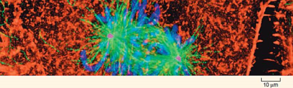 Are New Microtubules Made When the Spindle Forms?  During interphase, before the beginning of meiosis, only a few long microtubules extend from the so-called centrosome (a zone around the centrioles of animal cells where microtubules are organized) to the cell periphery. Like most microtubules, they are refreshed at a low rate with resynthesis. Late in prophase, however, a dramatic change can be seen: the centrosome appears to divide into two, and a large increase is seen in the number of microtubules radiating from each of the two daughter centrosomes. The two clusters of new microtubules are easily seen as the green fibers connecting to the two sets of purple chromosomes in the micrograph of early prophase below (a micrograph is a photo taken through a microscope). This burst of microtubule assembly marks the beginning of the formation of the spindle characteristic of prophase and metaphase. When these clusters of new microtubules first became known to cell biologists, they asked whether these were existing microtubules being repositioned in the spindle or newly synthesized microtubules. The graph to the upper right displays the results of an experiment designed to answer this question. Mammalian cells in culture (cells in culture are growing in the laboratory on artificial medium) were injected with microtubule subunits (tubulin) to which a fluorescent dye had been attached (a fluorescent dye is one that glows when exposed to ultraviolet or short-wavelength visual light). After the fluorescent subunits had become incorporated into the cells' microtubules, all the fluorescence in a small region of a cell was bleached by an intense laser beam, destroying the microtubules there. Any subsequent rebuilding of microtubules in the bleached region would have to employ the fluorescent subunits present in the cell, causing recovery of fluorescence in the bleached region. The graph reports this recovery as a function of time for interphase and metaphase cells. The dotted line represents the time for 50% recovery of fluorescence (t 1/2 ) (that is, t 1/2 is the time required for half of the microtubules in the region to be resynthesized).      Interpreting Data Is there a difference in the rate at which microtubules are synthesized during interphase and metaphase? How big is the difference? What might account for it?