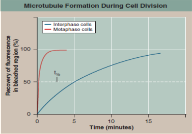 Are New Microtubules Made When the Spindle Forms?  During interphase, before the beginning of meiosis, only a few long microtubules extend from the so-called centrosome (a zone around the centrioles of animal cells where microtubules are organized) to the cell periphery. Like most microtubules, they are refreshed at a low rate with resynthesis. Late in prophase, however, a dramatic change can be seen: the centrosome appears to divide into two, and a large increase is seen in the number of microtubules radiating from each of the two daughter centrosomes. The two clusters of new microtubules are easily seen as the green fibers connecting to the two sets of purple chromosomes in the micrograph of early prophase below (a micrograph is a photo taken through a microscope). This burst of microtubule assembly marks the beginning of the formation of the spindle characteristic of prophase and metaphase. When these clusters of new microtubules first became known to cell biologists, they asked whether these were existing microtubules being repositioned in the spindle or newly synthesized microtubules. The graph to the upper right displays the results of an experiment designed to answer this question. Mammalian cells in culture (cells in culture are growing in the laboratory on artificial medium) were injected with microtubule subunits (tubulin) to which a fluorescent dye had been attached (a fluorescent dye is one that glows when exposed to ultraviolet or short-wavelength visual light). After the fluorescent subunits had become incorporated into the cells' microtubules, all the fluorescence in a small region of a cell was bleached by an intense laser beam, destroying the microtubules there. Any subsequent rebuilding of microtubules in the bleached region would have to employ the fluorescent subunits present in the cell, causing recovery of fluorescence in the bleached region. The graph reports this recovery as a function of time for interphase and metaphase cells. The dotted line represents the time for 50% recovery of fluorescence (t 1/2 ) (that is, t 1/2 is the time required for half of the microtubules in the region to be resynthesized).      Making Inferences  a. What general statement can be made regarding the relative rates of microtubule production before and during meiosis? b. Is there any difference in the final amount of microtubule synthesis that would occur if this experiment were to be continued for an additional 15 minutes?