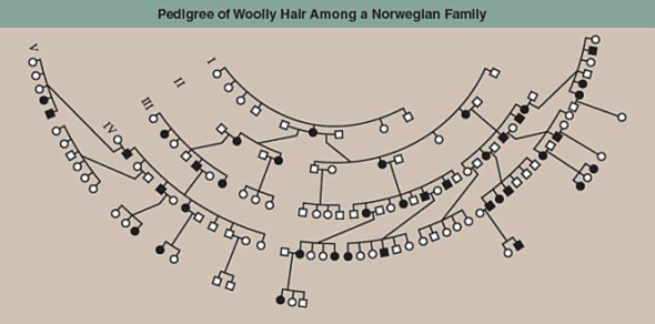 Why Woolly Hair Runs in Families  The boy in the photo on the right does not cut his hair. His hair breaks off naturally as it grows, keeping it from getting long. Other members of his family have the same sort of hair, suggesting it is a hereditary trait. Because of its curly, fuzzy texture, this trait has been given the name woolly hair. While the woolly hair trait is rare, it flares up in certain families. The extensive pedigree below (drawn curved to fit the large families produced by the second and subsequent generations) records the incidence of woolly hair in five generations (indicated by the Roman numerals on the left) of a Norwegian family. As is the convention, affected individuals are indicated by solid symbols, with circles indicating females and squares indicating males. The pedigree will provide you with all the information you need to discover how this trait is inherited within human families.      Interpreting Data  a. Does the woolly hair trait appear in both sexes equally? b. Does every woolly hair child have a woolly hair parent? c. What percentage of the offspring born to a woolly haired parent are also woolly haired?