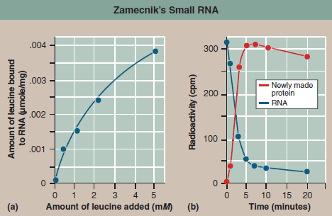 Building Proteins in a Test Tube  The complex mechanisms used by cells to build proteins were not discovered all at once. Our understanding came slowly, accumulating through a long series of experiments, each telling us a little bit more. To gain some sense of the incremental nature of this experimental journey and to appreciate the excitement that each step gave, it is useful to step into the shoes of an investigator back when little was known and the way forward was not clear. The shoes we will step into are those of Paul Zamecnik, an early pioneer in protein synthesis research. Working with colleagues at Massachusetts General Hospital in the early 1950s, Zamecnik first asked the most direct of questions: Where in the cell are proteins synthesized? To find out, they injected radioactive amino acids into rats. After a few hours, the labeled amino acids could be found as part of newly made proteins in the livers of the rats. And, if the livers were removed and checked only minutes after injection, radioactive-labeled proteins were found only associated with small particles in the cytoplasm. Composed of protein and RNA, these particles, later named ribosomes, had been discovered years earlier by electron microscope studies of cell components. This experiment identified them as the sites of protein synthesis in the cell. After several years of trial-and-error tinkering, Zamecnik and his colleagues had worked out a cell-free protein-synthesis system that would lead to the synthesis of proteins in a test tube. It included ribosomes, mRNA, and ATP to provide energy. It also included a collection of required soluble factors isolated from homogenized rat cells that somehow worked with the ribosome to get the job done. When Zamecnik's team characterized these required factors, they found most of them to be proteins, as expected, but also present in the mix was a small RNA, very unexpected. To see what this small RNA was doing, they performed the following experiment. In a test tube, they added various amounts of 14 C-leucine (that is, the radioactively labeled amino acid leucine) to the cell-free system containing the soluble factors, ribosomes, and ATP. After waiting a bit, they then isolated the small RNA from the mixture and checked it for radioactivity. You can see the results in graph (a) above. In a follow-up experiment, they mixed the radioactive leucinesmall RNA complex that this experiment had generated with cell extracts containing intact endoplasmic reticulum (that is, a cell system of ribosomes on membranes quite capable of making protein). Looking to see where the radioactive label now went, they then isolated the newly made protein [red in graph (b)] as well as the small RNA [blue in graph (b)].    Interpreting Data Does the amount of leucine added to the test tube have an effect on the amount of leucine found bound to the small RNA?