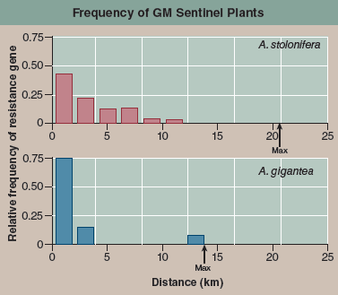 Can Modified Genes Escape from GM Crops?  On page 237, the question of whether gene flow of GM crops posed a problem to the environment was discussed. A field experiment conducted in 2004 by the Environmental Protection Agency assessed the possibility that introduced genes could pass from genetically modified golf course grass to other plants. Investigators introduced a gene conferring herbicide resistance (the EPSP synthetase gene for resistance to glyphosate) into golf course bentgrass, Agrostis stolonifera, and then looked to see if the gene passed from the GM grass to other plants of the same species, and also if it passed to other related species. The map at the bottom displays the setup of this elaborate field study. A total of 178 A. stolonifera plants were placed outside the golf course, many of them downwind. An additional 69 bentgrass plants were found to be already growing downwind, most of them the related species A. gigantea. Seeds were collected from each of these plants, and the DNA of resulting seedlings tested for the presence of the gene introduced into the GM golf course grass. In the graph, the upper red histogram (a histogram is a bar graph that sorts data into a series of discontinuous categories, the value of each bar representing the number of individuals in a category, or, as in this case, the average value of entries in that category) presents the relative frequency with which the gene was found in A. stolonifera plants located at various distances from the golf course. The lower blue histogram does the same for A. gigantea plants.      Making Inferences What mechanism do you propose to account for this gene flow?