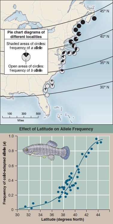 Does Natural Selection Act on Enzyme Polymorphism?  The essence of Darwin's theory of evolution is that in nature, selection favors some gene alternatives over others. Many studies of natural selection have focused on genes encoding enzymes because populations in nature tend to possess many alternative alleles of their enzymes (a phenomenon called enzyme polymorphism ). Often investigators have looked to see if weather influences which alleles are more common in natural populations. A particularly nice example of such a study was carried out on a fish, the mummichog ( Fundulus heteroclitus ), which ranges along the East Coast of North America. Researchers studied allele frequencies of the gene encoding the enzyme lactate dehydrogenase, which catalyzes the conversion of pyruvate to lactate. As you learned in chapter 7, this reaction is a key step in energy metabolism, particularly when oxygen is in short supply. There are two common alleles of lactate dehydrogenase in these fish populations, with allele a being a better catalyst at lower temperatures than allele b. In an experiment, investigators sampled the frequency of allele a in 41 fish populations located over 14 degrees of latitude, from Jacksonville, Florida (31° North) to Bar Harbor, Maine (44° North). Annual mean water temperatures change 1° C per degree change in latitude. The survey is designed to test a prediction of the hypothesis that natural selection acts on this enzyme polymorphism. If it does, then you would expect that allele a, producing a better lowtemperature enzyme, would be more common in the colder waters of the more northern latitudes. The graph on the right presents the results of this survey. The points on the graph are derived from pie chart data such as shown for 20 populations in the map (a pie chart diagram assigns a slice of the pie to each variable; the size of the slice is proportional to the contribution made by that variable to the total). The blue line on the graph is the line that best fits the data (a best-fit line, also called a regression line, is determined statistically by a process called regression analysis ).    Making Inferences  a. Are fish populations in cold waters at 44° N latitude more or less likely to contain heterozygous individuals than fish populations in warm waters at 31° N latitude? b. Where along this latitudinal gradient in the frequency of allele a would you expect to find the highest frequency of heterozygous individuals? Why?
