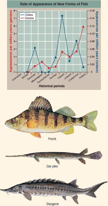 What Causes New Forms to Arise?  Biologists once presumed that new forms-genera, families, and orders-arose most often during times of massive geological disturbance, stimulated by the resulting environmental changes. But no such relationship exists. An alternative hypothesis was proposed by evolutionist George Simpson in 1953. He proposed that diversification followed new evolutionary innovations, inventions that permitted an organism to occupy a new adaptive zone. After a burst of new orders that define the major groups, subsequent specialization would lead to new genera. The early bony fishes, typified by the sturgeon below, had feeble jaws and long sharklike tails. They dominated the Devonian (the Age of Fishes) but were succeeded in the Triassic (the period when dinosaurs appeared) by fishes such as the gar pike with a more powerful jaw that improved feeding and a shortened more maneuverable tail that improved locomotion. Gar pikes were in turn succeeded by teleost fishes such as the perch, with an even better tail for fast, maneuverable swimming and a complex mouth with a mobile upper jaw that slides forward as the mouth opens. This history allows a clear test of Simpson's hypothesis. Was the appearance of these three orders followed by a burst of evolution, as Simpson predicts, the new innovations in feeding and locomotion opening wide the door of opportunity? If so, many new genera should be seen in the fossil record soon after the appearance of each new order. If not, the pattern of when new genera appear should not track the appearance of new orders. The graph shows the evolutionary history of the class Osteichthyes, the bony fishes, since they first appeared in the Silurian some 420 million years ago.    Making Inferences Do bursts of new genera appear at these same three times, or later?