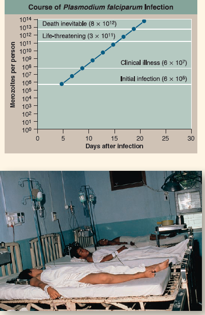 Defining a Treatment Window for Malaria  While malaria kills more people each year than any other infectious disease, the combination of mosquito control and effective treatment has virtually eliminated this disease from the United States. In 1941, more than 4,000 Americans died of malaria; in 2006, by contrast, fewer than five people died of malaria. The key to controlling malaria has come from understanding its life cycle. The first critical advance came in 1897 in a remote field hospital in Secunderabad, India, when English physician Ronald Ross observed that hospital patients who did not have malaria were more likely to develop the disease in the open wards (those without screens or netting) than in wards with closed windows or screens. Observing closely, he saw that patients in the open wards were being bitten by mosquitoes of the genus Anopheles. Dissecting mosquitoes that had bitten malaria patients, he found the plasmodium parasite. Newly hatched mosquitoes that had not yet fed, when allowed to feed on malaria-free blood, did not acquire the parasite. Ross reached the conclusion that mosquitoes were spreading the disease from one person to another, passing along the parasite while feeding. In every country where it has been possible to eliminate the Anopheles mosquitoes, the incidence of the disease malaria has plummeted. The second critical advance came with the development of drugs to treat malaria victims. The British had discovered in India in the mid-1800s that a bitter substance called quinine taken from the bark of cinchona trees was useful in suppressing attacks of malaria. The boys in the photograph are being treated with an intravenous solution of quinine. Quinine also reduces the fever during attacks, but does not cure the disease. Today physicians use instead the synthetic drugs chloroquine and primaquine, which are much more effective than quinine, with fewer side effects. Unlike quinine, these two drugs can cure patients completely, because they attack and destroy one of the phases of the plasmodium life cycle, the merozoites released into the bloodstream several days after infection-but only if the drugs are administered soon enough after the bite that starts the infection. To determine the time frame for successful treatment, doctors have carefully studied the time course of a malarial infection. The graph above presents what they have found. Numbers of merozoites are presented on the y axis on a log scale-each step reflects a 10-fold increase in numbers. The infection becomes life-threatening if 1% of red blood cells become infected, and death is almost inevitable if 20% of red blood cells are infected.    Making Inferences  a. How long after infection is it before the liver releases merozoites into the blood stream (that is, initial infection by merozoites)? Before the disease becomes life-threatening? Before death is inevitable? b. How long does it take merozoites to multiply 10-fold?