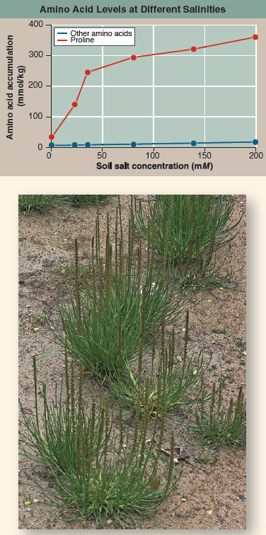How Does Arrowgrass Tolerate Salt?  Plants grow almost everywhere on earth, thriving in many places where exposure, drought, and other severe conditions challenge their survival. In deserts, a common stress is the presence of high levels of salt in the soils. Soil salinity is also a problem for millions of acres of abandoned farmland because the accumulation of salt from irrigation water restricts growth. Why does excess salt in the soil present a problem for a plant? For one thing, high levels of sodium ions that are taken up by the roots are toxic. For another, a plant's roots cannot obtain water when growing in salty soil. Osmosis (the movement of water molecules to areas of higher solute concentrations, see page 85) causes water to move in the opposite direction, drawn out of the roots by the soil's high levels of salt. And yet plants do grow in these soils. How do they manage? To investigate this, researchers have studied seaside arrowgrass ( Triglochin maritima ), the plant you see to the right. Arrowgrass plants are able to grow in very salty seashore soils, where few other plants survive. How are they able to survive? Researchers found that their roots do not take up salt and so do not accumulate toxic levels of salt. However, this still leaves the arrowgrass plant the challenge of preventing its root cells from losing water to the surrounding salty soil. How then do the roots achieve osmotic balance? In an attempt to find out, researchers grew arrowgrass plants in nonsalty soil for two weeks, then transferred them to one of several soils that differed in salt level. After 10 days, shoots were harvested and analyzed for amino acids, because accumulating amino acids could be one way that the cells maintain osmotic balance. Results are presented in the graph.    Drawing Conclusions Are these results consistent with the hypothesis that arrowgrass accumulates proline to achieve osmotic balance with salty soils?