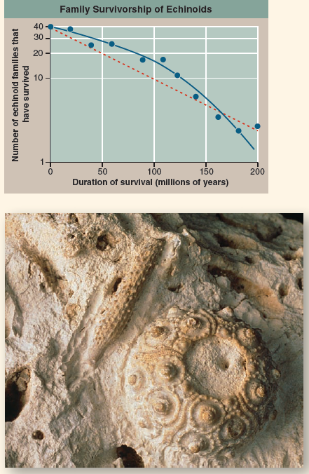 Are Extinction Rates Constant?  Since the time of the dinosaurs, the number of living species has risen steadily. Today, for example, there are over 700 families of marine animals, containing thousands of described species. Along the way, however, have been a number of major setbacks, termed mass extinctions, in which the number of species has greatly decreased. Five major mass extinctions have been identified, the most severe of which occurred at the end of the Permian Period, approximately 225 million years ago, at which time more than half of all families and as many as 96% of all species may have perished. The most famous and well-studied extinction occurred 65 million years ago, at the end of the Cretaceous Period. At that time, dinosaurs and a variety of other organisms went extinct, most likely due to the collision of a large meteor with earth. This mass extinction did have one positive effect, though: With the disappearance of dinosaurs, mammals, which previously had been relatively small and inconspicuous, quickly experienced a vast evolutionary radiation that ultimately produced a wide variety of organisms, including elephants, tigers, whales, and humans. Indeed, a general observation is that biological diversity tends to rebound quickly after mass extinctions, reaching comparable levels of species richness, even if the organisms making up that diversity are not the same. Today, the number of species in the world is decreasing at an alarming rate due to human activities. We are living during a sixth mass extinction. Some biologists estimate that species are becoming extinct at a rate not seen on earth since the Cretaceous mass extinction. One thing that the Cretaceous mass extinction and the present-day mass extinction share is that species are becoming extinct for reasons that have nothing to do with what they themselves are like. Is this generally true of all extinctions, or are mass extinctions a special case? Evolutionist Lee Van Valen put forth the hypothesis in 1973 that extinction is indeed usually due to random events unrelated to a species's particular adaptations. If this is in fact the case, then the likelihood that a species will go extinct would be expected to be virtually constant, when viewed over long periods of time. Van Valen's hypothesis has been tested by evolutionary biologists for a variety of animal groups. One of the most complete fossil records available for such a test is that of marine echinoids (sea urchins and sand dollars). The fossil echinoid you see in the photo, genus Cidaris , is from the Cretaceous some 75 million years ago. In the graph above it, you see an examination of the 200 million year fossil record of echinoids. Data are presented as the number of echinoid families that have survived for over a period of 200 million years (the blue dots on the graph), estimated from the fossil record. The red dashed line shows a theoretical constant extinction rate, as postulated by Van Valen. The blue line is a best-fit curve determined by statistical regression analysis of the family number estimates.    Making Inferences Over the 200 million year fossil record of echinoids, which of the two lines best represents the data?