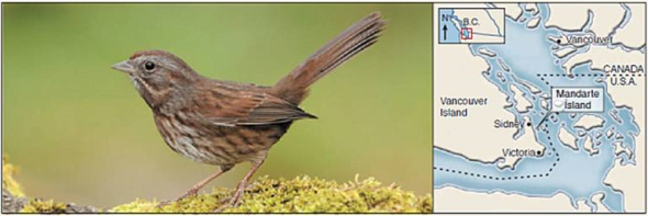 Are Island Populations of Song Sparrows Density Dependent?  When island populations are isolated, receiving no visitors from other populations, they provide an attractive opportunity to test the degree to which a population's growth rate is affected by its size. A population's size can influence the rate at which it grows because increased numbers of individuals within a population tend to deplete available resources, leading to an increased risk of death by deprivation. Also, predators tend to focus their attention on common prey, resulting in increasing rates of mortality as populations grow. However, simply knowing that a population is decreasing in numbers does not tell you that the decrease has been caused by the size of the population. Many factors such as severe weather, volcanic eruption, and human disturbance can influence island population sizes too. The graph to the right displays data collected from 13 song sparrow populations on Mandarte Island (see map below). In an attempt to gauge the impact of population size on the evolutionary success of these populations, each population was counted, and its juvenile mortality rate estimated. On the graph, these juvenile mortality rates have been plotted against the number of breeding adults in each population. Although the data appear scattered, the best-fit regression line is statistically significant ( statistically significant means that there is a less than 5% chance that there is in fact no correlation between dependent and independent variables).      Interpreting Data  a. What is the average juvenile mortality of all 13 populations, estimated from the 13 points on the graph? b. How many populations were observed to have juvenile mortality rates below this average value? What is the average size of these populations? c. How many populations were observed to have juvenile mortality rates above this average value? What is the average size of these populations?