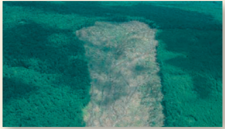 Does Clear-Cutting Forests Cause Permanent Damage?  The lumber industry practice called clear-cutting has been common in many states. Loggers find it more efficient to simply remove all trees from a watershed and sort the logs out later than to selectively cut only the most desirable mature trees. While the open cuts seem a desolation to the casual observer, the loggers claim that new forests can become established more readily in the open cut as sunlight now more easily reaches seedlings at ground level. Ecologists counter that clear-cutting fundamentally changes the forest in ways which cannot be easily reversed. Who is right? The most direct way to find out is to try it: Clearcut an area and watch it very carefully. Just this sort of massive field test was carried out in a now-classic experiment at the Hubbard Brook Experimental Forest in New Hampshire. Hubbard Brook is the central stream of a large watershed that drains a region of temperate deciduous forest in northern New Hampshire. The research team, led by then-Dartmouth College professors Herbert Bormann and Gene Likens, first gathered a great deal of information about the forest watershed. Starting in 1963, they censused the trees, measured the flow of water through the watershed, and carefully documented the levels of minerals and other nutrients in the water leaving the ecosystem via Hubbard Brook. To keep track, they constructed concrete dams across each of the six streams that drain the forest and monitored the runoff, chemically analyzing samples. The undisturbed forest proved very efficient at retaining nitrogen and other nutrients. The small amounts of nutrients that entered the ecosystem in rain and snow were approximately equal to the amounts of nutrients that ran out of the valleys into Hubbard Brook. Now came the test. In the winter of 1965, the investigators felled all the trees and shrubs in 48 acres drained by one stream (as shown in the photo) and examined the water running off. The immediate effect was dramatic: The amount of water running out of the valley increased by 40%. Water that otherwise would have been taken up by vegetation and released into the atmosphere through evaporation was now simply running off. It was clear that the forest was not retaining water as well, but what about the soil nutrients, the key to future forest fertility? The red line in the graph above shows nitrogen minerals leaving the ecosystem in the runoff water of the stream draining the clear-cut area; the blue line shows the nitrogen runoff in a neighboring stream draining an adjacent uncut portion of the forest.      Interpreting Data  a. What is the approximate concentration of nitrogen in the runoff of the uncut valley before cutting? Of the cut valley before cutting? b. What is the approximate concentration of nitrogen in the runoff of the uncut valley one year after cutting? Of the clear-cut valley one year after cutting?