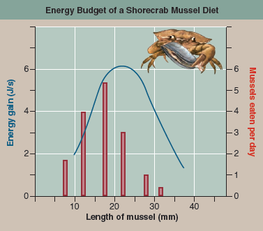 Do Crabs Eat Sensibly?  Many behavioral ecologists claim that animals exhibit so-called optimal foraging behavior. The idea is that because an animal's choice in seeking food involves a trade-off between the food's energy content and the cost of obtaining it, evolution should favor foraging behaviors that optimize the trade-off. While this all makes sense, it is not at all clear that this is what animals would actually do. This optimal foraging approach makes a key assumption, that maximizing the amount of energy acquired will lead to increased reproductive success. In some cases, this is clearly true. In ground squirrels, zebra finches, and orb-weaving spiders, researchers have found a direct relationship between net energy intake and the number of offspring raised successfully. However, animals have other needs besides energy, and sometimes these needs conflict. One obvious other need, important to many animals, is to avoid predators. It makes little sense for you to eat a little more food if doing so greatly increases the probability that you will yourself be eaten. Often the behavior that maximizes energy intake increases predation risk. A shore crab foraging for mussels on a beach exposes itself to predatory gulls and other shore birds with each foray. Thus, the behavior that maximizes fitness may reflect a trade-off, obtaining the most energy with the least risk of being eaten. Not surprisingly, a wide variety of animals use a more cautious foraging behavior when predators are present-becoming less active and staying nearer to cover. So what does a shore crab do? To find out, an investigator looked to see if shore crabs in fact feed on those mussels that provide the most energy, as the theory predicts. He found that the mussels on the beach he studied come in a range of sizes, from small ones less than 10 millimeters in length that are easy for a crab to open but yield the least amount of energy, to large mussels over 30 millimeters in length that yield the most energy but also take considerably more energy to pry open. To obtain the most net energy, the optimal approach, described by the blue curve in the graph above, would be for shore crabs to feed primarily on intermediate-sized mussels about 22 millimeters in length. Is this in fact what shore crabs do? To find out, the researcher carefully monitored the size of the mussels eaten each day by the beach's population of shore crabs. The results he obtained-the numbers of mussels of each size actually eaten-are presented in the red histogram.    Drawing Conclusions Do shore crabs tend to feed on those mussels that provide the most energy?