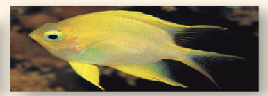 Which Mode of Locomotion Is the Most Efficient?  Running, flying, and swimming require more energy than sitting still, but how do they compare? The greatest differences between moving on land, in the air, and in water result from the differences in support and resistance to movement provided by water and air. The weight of a swimming animal is fully supported by the surrounding water, and no effort goes into supporting the body, while running and flying animals must support the full weight of their bodies. On the other hand, water presents considerable resistance to movement, air much less, so that flying and running require less energy to push the medium out of the way. A simple way to compare the costs of moving for different animals is to determine how much energy it takes to move. The energy cost to run, fly, or swim is in each case the energy required to move one unit of body mass over one unit of distance with that mode of locomotion. (Energy is measured in the metric system as a kilocalorie [ kcal ] or technically 4.184 kilojoules [note that the Calorie measured in food diets and written with a capital C is equivalent to 1 kcal]; body mass is measured in kilograms, where 1 kilogram [ kg ] is 2.2 pounds; distance is measured in kilometers, where 1 kilometer [ km ] is 0.62 miles). The graph to the right displays three such cost-of-motion studies. The blue squares are running, the red circles are flying, and the green triangles are swimming. In each study, the line is drawn as the statistical best-fit for the points. Some animals such as humans have data in two lines, as they both run (well) and swim (poorly). Ducks have data in all three lines, as they not only fly (very well), but also run and swim (poorly).          Interpreting Data  a. For any given mode of locomotion, what is the impact of body mass on cost of moving? b. Is the impact of body mass the same for all three modes of locomotion? If not, which mode's cost is least affected by body mass? Why do you think this is so?