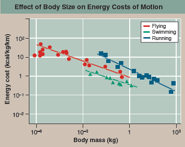 Which Mode of Locomotion Is the Most Efficient?  Running, flying, and swimming require more energy than sitting still, but how do they compare? The greatest differences between moving on land, in the air, and in water result from the differences in support and resistance to movement provided by water and air. The weight of a swimming animal is fully supported by the surrounding water, and no effort goes into supporting the body, while running and flying animals must support the full weight of their bodies. On the other hand, water presents considerable resistance to movement, air much less, so that flying and running require less energy to push the medium out of the way. A simple way to compare the costs of moving for different animals is to determine how much energy it takes to move. The energy cost to run, fly, or swim is in each case the energy required to move one unit of body mass over one unit of distance with that mode of locomotion. (Energy is measured in the metric system as a kilocalorie [ kcal ] or technically 4.184 kilojoules [note that the Calorie measured in food diets and written with a capital C is equivalent to 1 kcal]; body mass is measured in kilograms, where 1 kilogram [ kg ] is 2.2 pounds; distance is measured in kilometers, where 1 kilometer [ km ] is 0.62 miles). The graph to the right displays three such cost-of-motion studies. The blue squares are running, the red circles are flying, and the green triangles are swimming. In each study, the line is drawn as the statistical best-fit for the points. Some animals such as humans have data in two lines, as they both run (well) and swim (poorly). Ducks have data in all three lines, as they not only fly (very well), but also run and swim (poorly).          Making Inferences  a. Comparing the energy costs of running versus flying for animals of the same body mass, which mode of locomotion is the most expensive? Why would you expect this to be so? b. Comparing the energy costs of swimming to flying, which uses the least energy? Why would you expect this to be so?