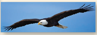 Which Mode of Locomotion Is the Most Efficient?  Running, flying, and swimming require more energy than sitting still, but how do they compare? The greatest differences between moving on land, in the air, and in water result from the differences in support and resistance to movement provided by water and air. The weight of a swimming animal is fully supported by the surrounding water, and no effort goes into supporting the body, while running and flying animals must support the full weight of their bodies. On the other hand, water presents considerable resistance to movement, air much less, so that flying and running require less energy to push the medium out of the way. A simple way to compare the costs of moving for different animals is to determine how much energy it takes to move. The energy cost to run, fly, or swim is in each case the energy required to move one unit of body mass over one unit of distance with that mode of locomotion. (Energy is measured in the metric system as a kilocalorie [ kcal ] or technically 4.184 kilojoules [note that the Calorie measured in food diets and written with a capital C is equivalent to 1 kcal]; body mass is measured in kilograms, where 1 kilogram [ kg ] is 2.2 pounds; distance is measured in kilometers, where 1 kilometer [ km ] is 0.62 miles). The graph to the right displays three such cost-of-motion studies. The blue squares are running, the red circles are flying, and the green triangles are swimming. In each study, the line is drawn as the statistical best-fit for the points. Some animals such as humans have data in two lines, as they both run (well) and swim (poorly). Ducks have data in all three lines, as they not only fly (very well), but also run and swim (poorly).          Making Inferences  a. Comparing the energy costs of running versus flying for animals of the same body mass, which mode of locomotion is the most expensive? Why would you expect this to be so? b. Comparing the energy costs of swimming to flying, which uses the least energy? Why would you expect this to be so?