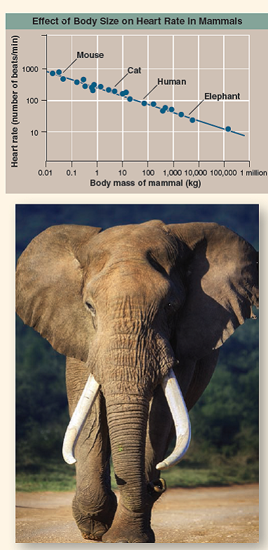 Do Big Hearts Beat Faster?  Small animals live at a much faster pace than large animals. They reproduce more quickly, and live shorter lives. As a rule, they tend to move about more quickly and so consume more oxygen per unit body weight. Interestingly, small and large mammals have about the same size heart, relative to body size (about 0.6% of body mass). It is interesting to ask whether all mammalian hearts beat at the same rate. The heart of a 7,000-kilogram (a kilogram is 1,000 grams) African bull elephant must push a far greater volume of blood through its body than the heart of a 20-gram mouse, but the elephant is able to do it through much-larger-diameter arteries, which impose far less resistance to the blood's flow. Does the elephant's heart beat faster? Or does the mouse's, in order to deliver more oxygen to its muscles? Or perhaps the mouse's heart beats more slowly, because of increased resistance to flow through narrower blood vessels? The graph to the right displays the pulse rate of a number of mammals of different body sizes (the pulse rate is the number of heartbeats counted per minute, a measure of how rapidly the heart is beating). Note that both the x and y axes use log scales (see page 13). For comparison, the pulse rate of an adult human at rest is about 70 beats per minute. The largest mammal is the blue whale, as big as a supersized moving van with a body mass as great as 136,000 kilograms; the smallest is the pygmy shrew, smaller than a cockroach with a body mass of a few hundredths of a gram.      Interpreting Data  a. What is the resting pulse rate of a 7,000-kilogram African bull elephant? b. What is the resting pulse rate of a 20-gram mouse? How many complete heartbeats is that per second? c. What general statement can be made regarding the effect of body size on heart rate in mammals?