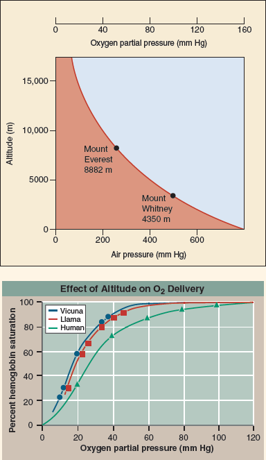 How Do Llamas Live so High Up?  Because of mixing, the air animals breathe is 21% oxygen everywhere, even way up into the sky 100 kilometers above earth's surface. However, the amount of air (the number of molecules in a unit volume) decreases sharply with altitude, as shown in the upper graph. Air pressure at 5,000 meters is half of that at sea level. This lack of air presents a serious problem to humans, as mountain climbers know. The amount of oxygen in the air (measured as oxygen partial pressure) is lower, so there is simply too little oxygen to fuel a climber's muscles. To combat this problem, high-altitude climbers typically spend months acclimating to high altitudes, a period in which their bodies greatly increase the amount of hemoglobin in their red blood cells and so increase the amount of oxygen the red blood cells can capture. Many mammals live their entire lives at high altitudes. The llama and the vicuna (pictured here) both live in the high Andes of South America, often above 5,000 meters. Do they deal with the problem of low oxygen in the same way, with elevated hemoglobin levels, or is there another answer? The graph on the lower right displays three oxygen loading curves that reveal the effectiveness with which hemoglobin binds oxygen. The more effective the binding, the less oxygen required before hemoglobin becomes fully loaded. In the graph, the percent hemoglobin saturation (that is, how much of the hemoglobin is bound to oxygen) is presented on the y axis, and the oxygen partial pressure (a measure of the amount of oxygen available to the hemoglobin molecules) is presented on the x axis. Oxygen-loading curves are presented for three mammalian species: humans living at sea level, and llamas and vicunas, each living in the Andes above 5,000 meters.      Applying Concepts  Comparing Curves. Extrapolating on the lower graph, which ofthe three species possesses hemoglobin able to load oxygen wellat sea-level partial pressures (160 mm Hg)? Which of the threepossesses hemoglobin better able to load oxygen on Mount Everest(get oxygen partial pressure value from the upper graph)?