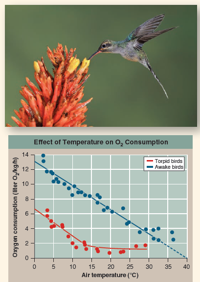 How Do Sleeping Birds Stay Warm? Mammals and birds are endothermic: They maintain relatively constant body temperatures regardless of the temperature of their surroundings. This lets them reliably run their metabolism even when external temperatures fall-the rates of most enzyme-catalyzed reactions slow two- to threefold for every 10°C temperature drop. Your body keeps its temperature within narrow bounds at 37°C (98.6°F), and birds maintain even higher temperatures. To stay warm like this, mammals and birds continuously carry out oxidative metabolism, which generates heat. This requires a several-fold increase in metabolic rate, which is expensive, particularly when the animal is not active. The logical solution is to give up the struggle to keep warm and let the body temperature drop during sleep, a condition known as torpor. Humans don't adopt this approach, but many other mammals and birds do. This raises an interesting question: What prevents a sleeping bird in torpor from freezing? Does its body simply adopt the temperature of its surroundings, or is there a body temperature below which metabolic heating kicks in to avoid freezing? The graph to the right displays an experiment examining this issue in the tropical hummingbird Eulampis. The study examines the effect on metabolic rate (measured as oxygen consumption) of decreasing air temperature. Oxygen consumption was assessed over a range of air temperatures from 3° to 37°C for two contrasting physiological states: The blue data were collected from birds that were awake, the red data from sleeping torpid birds. The blue and red lines, called regression lines, were plotted using curve-fitting statistics that provide the best fit to the data.   Drawing Conclusions How do Eulampis hummingbirds avoid becoming chilled while sleeping on cold nights?<div style=padding-top: 35px> 