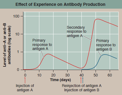 Is Immunity Antigen-Specific? The immune response provides a valuable protection against infection because it can remember prior experiences. We develop lifelong immunity to many infectious diseases after one childhood exposure. This long-term immunity is why vaccines work. A key question about immune protection is whether or not it is specific. Does exposure to one pathogen confer immunity to only that one, or is the immunity you acquire a more general response, protecting you from a range of infections? The graph to the right displays the results of an experiment designed to answer this question. A colony of rabbits is immunized once with antigen A, and the level of antibody directed against this antigen monitored in each individual. After 40 days, each rabbit is reinjected, some with antigen A and others with antigen B, and the level of antibody directed against the reinjected antigens is monitored. The red line is typical of results for antigen A, the blue line for antigen B.     Making Inferences a. Why is the secondary response induced by a second exposure to antigen A different from the primary response? b. Is the response to antigen B more similar to the primary or secondary response of antigen A?<div style=padding-top: 35px> 