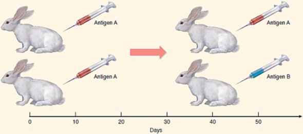 Is Immunity Antigen-Specific? The immune response provides a valuable protection against infection because it can remember prior experiences. We develop lifelong immunity to many infectious diseases after one childhood exposure. This long-term immunity is why vaccines work. A key question about immune protection is whether or not it is specific. Does exposure to one pathogen confer immunity to only that one, or is the immunity you acquire a more general response, protecting you from a range of infections? The graph to the right displays the results of an experiment designed to answer this question. A colony of rabbits is immunized once with antigen A, and the level of antibody directed against this antigen monitored in each individual. After 40 days, each rabbit is reinjected, some with antigen A and others with antigen B, and the level of antibody directed against the reinjected antigens is monitored. The red line is typical of results for antigen A, the blue line for antigen B.     Drawing Conclusions a. Does the prior exposure to antigen A have any impact on the speed or magnitude of the primary response to antigen B? b. Is the immune response to these antigens antigen-specific?<div style=padding-top: 35px> 