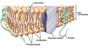 From chapter 2 , figure 2.20. Study this illustration of a cell membrane. In what ways could alcohol (Hint: a solvent) damage this membrane? How would that harm the cell?  <div style=padding-top: 35px> 
