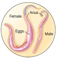 For the following figures a-e, research the chapter and book to find an appropriate drug to treat an infection with the microbe shown, and explain what its effects on the microbe will be.   (a) Figure 18.1   (b) Figure 6.8b   c) Figure 5.15c   (d) Figure 5.26c   (e) Figure 5.28<div style=padding-top: 35px> 
