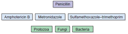 An Introduction to Concept Mapping found at http:\\www.mhhe.com\talaro9 provides guidance for working with concept maps. Supply your own linking lines and phrases in this concept map.  <div style=padding-top: 35px> 