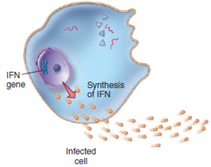 Each numbered figure 1-4 represents a cell that provides an immune defense. Each lettered figure A-D shows a pathogenic microbe. Name the type of defense and match it with its primary target microbe and effects.   (1) Figure 14.19   (2) Page 435   (3) Page 435   (4) Page 435   A Figure 18.8   B Figure 23.21 inset   C Table 25.1   D Opener, Chapter 14<div style=padding-top: 35px> 